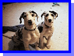 We Want Good Homes